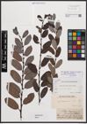 Foto von Salix bicolor subsp. basaltica (H. J. Coste) I. V. Belyaeva